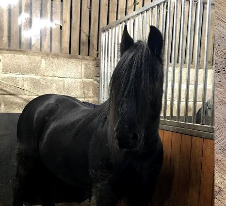 A black horse looking out over a stable door